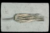 Crinoid (Scytalocrinus) Fossil - Crawfordsville, Indiana #122967-1